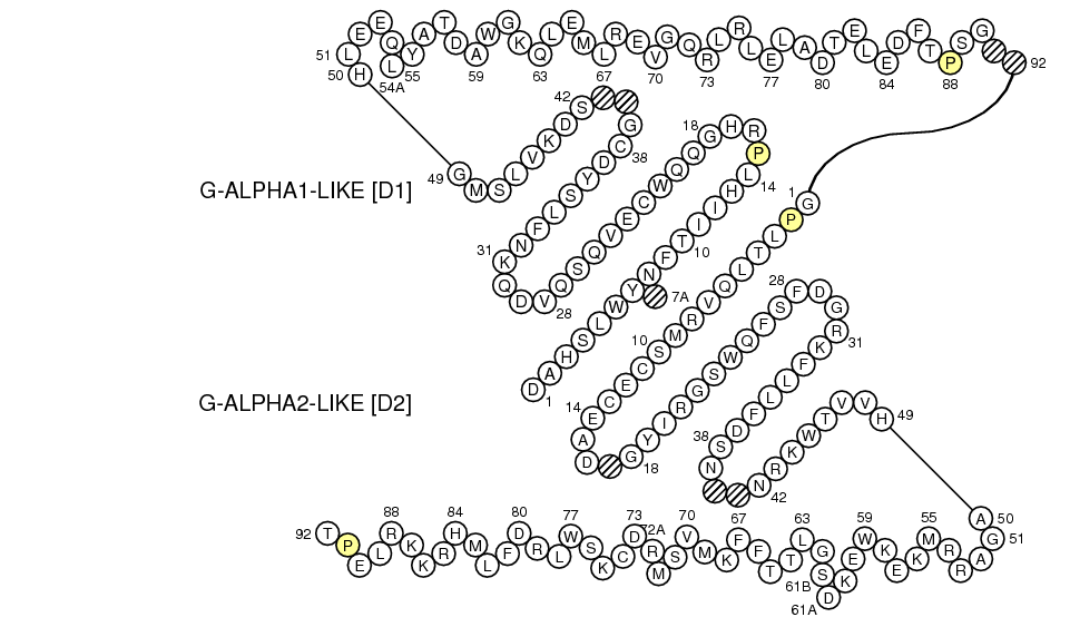 Collier RAET1N G-LIKE-DOMAIN