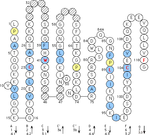 Collier CD4 V-LIKE-DOMAIN