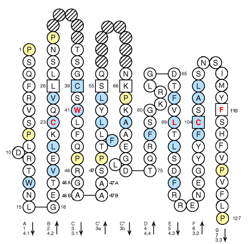 Collier CD8A V-LIKE-DOMAIN