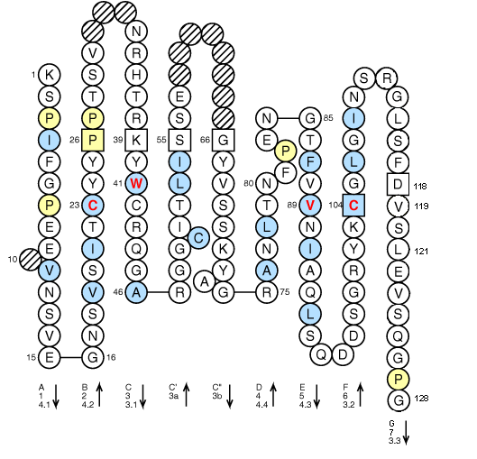 Collier PIGR1 V-LIKE-DOMAIN