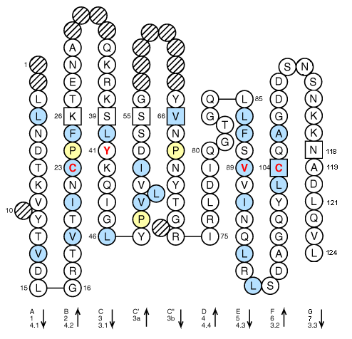 Collier PIGR2 V-LIKE-DOMAIN