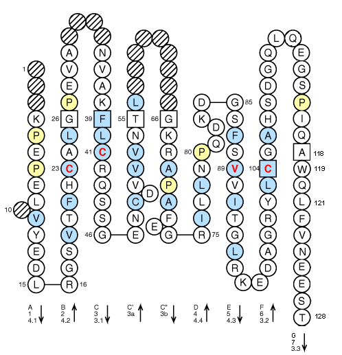 Collier PIGR3 V-LIKE-DOMAIN