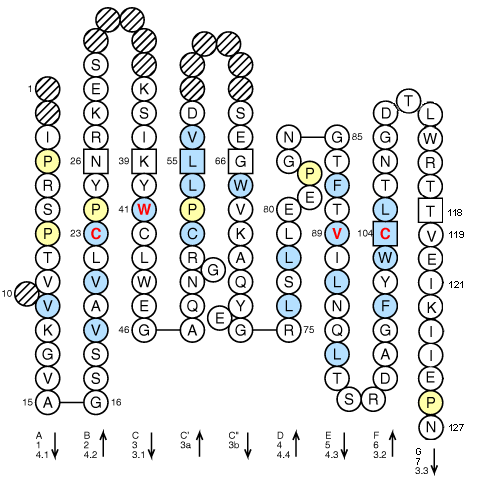 Collier PIGR4 V-LIKE-DOMAIN