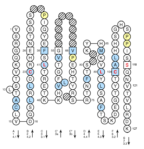 Collier THY1 V-LIKE-DOMAIN