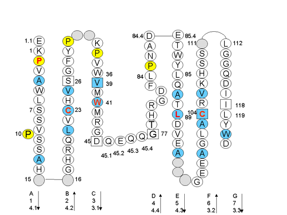 Collier CD1 C-LIKE-DOMAIN