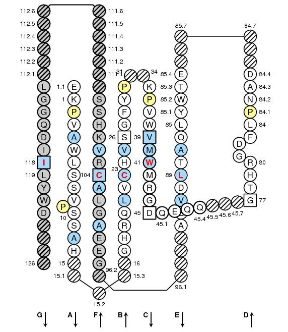 Collier CD1 C-LIKE-DOMAIN