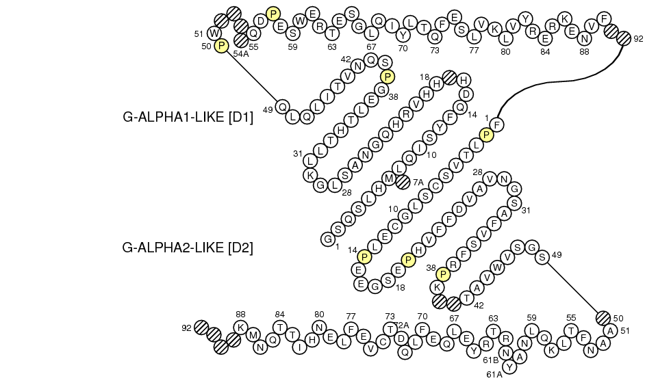 Collier EPCR G-LIKE-DOMAIN