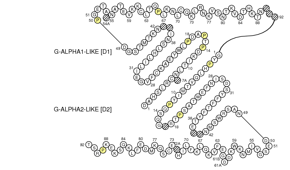 Collier RAE1B G-LIKE-DOMAIN