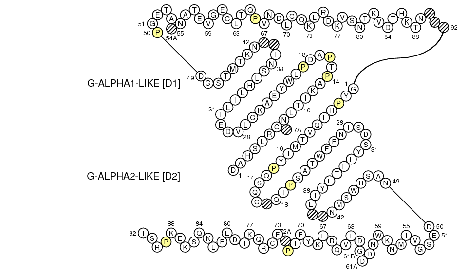 Collier RAE1G G-LIKE-DOMAIN