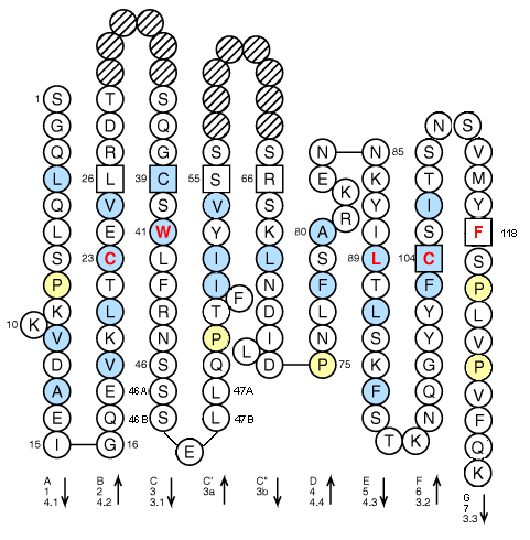 Collier CD8A V-LIKE-DOMAIN