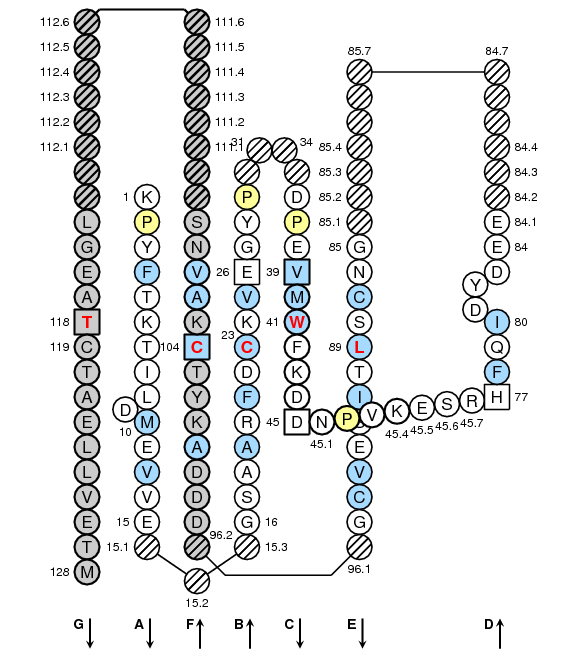 Collier TELOKIN C-LIKE-DOMAIN