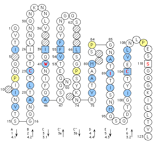 Collier CTXg1 V-LIKE-DOMAIN