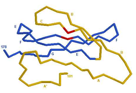  3D representation CD4.2 C-LIKE-DOMAIN