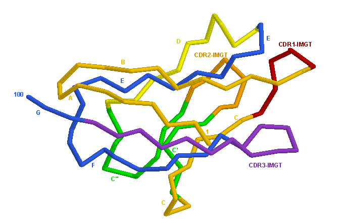  3D representation CD4.1 V-LIKE-DOMAIN