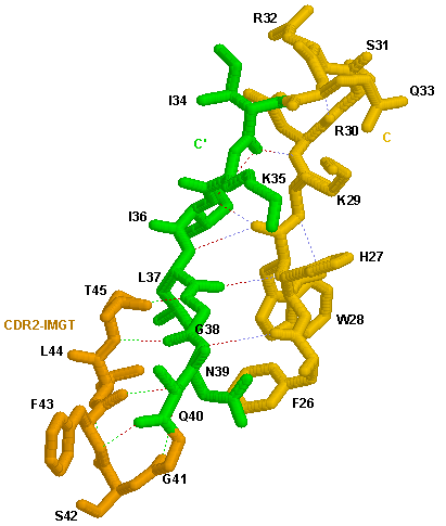  3D representation CD4.1 V-LIKE-DOMAIN