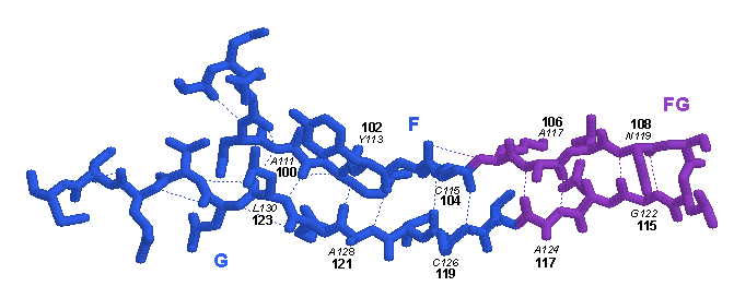  3D representation TELOKIN C-LIKE-DOMAIN