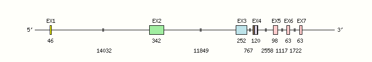 CD84