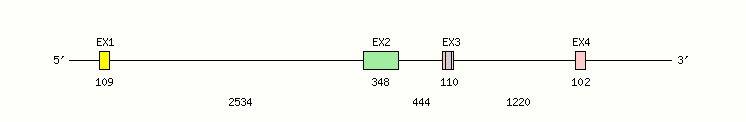 CTLA4