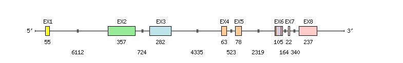 VSIG4