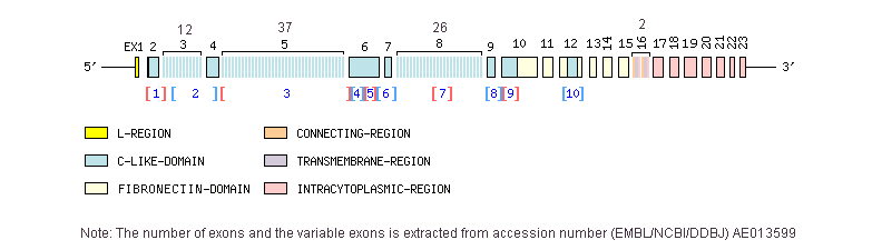DSCAM Gene exon/intron organization