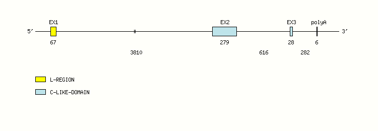 B2M Gene exon/intron organization