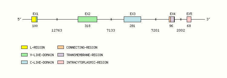 B7A1 Gene exon/intron organization