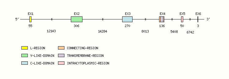 B7DC Gene exon/intron organization