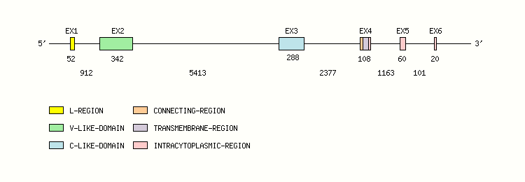 B7H1 Gene exon/intron organization