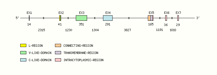 B7H2 Gene exon/intron organization