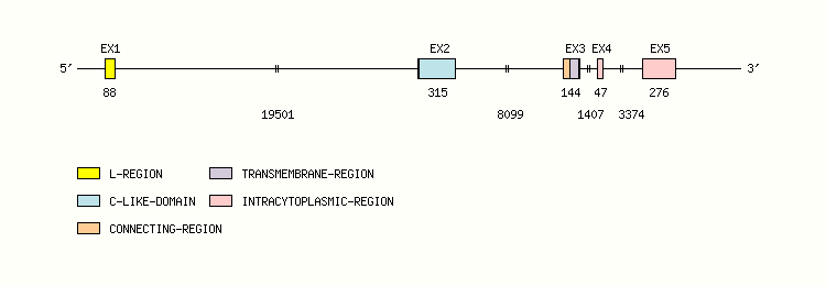 BTLA Gene exon/intron organization