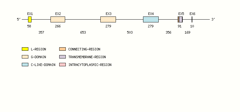 CD1A Gene exon/intron organization