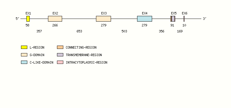 CD1B Gene exon/intron organization