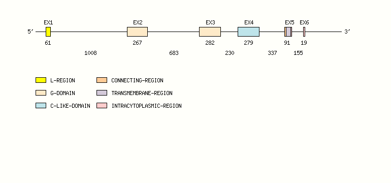 CD1C Gene exon/intron organization