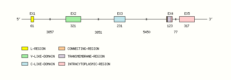 CD2 Gene exon/intron organization