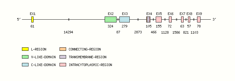 CD244 Gene exon/intron organization