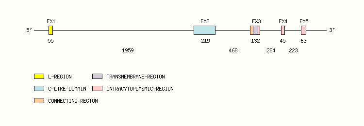 CD3D Gene exon/intron organization