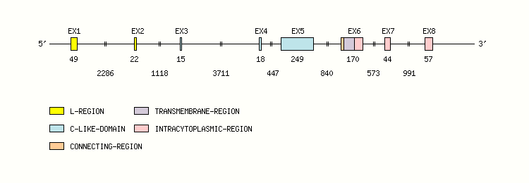 CD3E Gene exon/intron organization