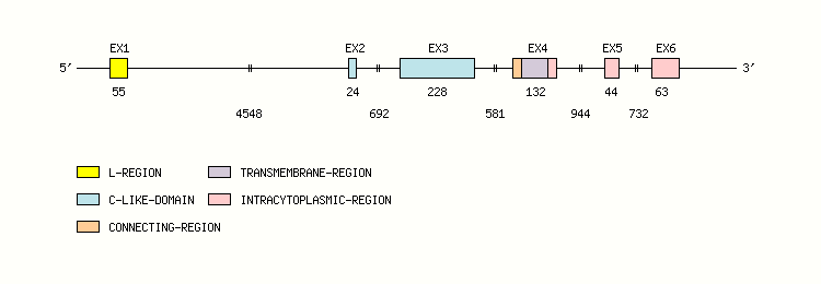 CD3G Gene exon/intron organization