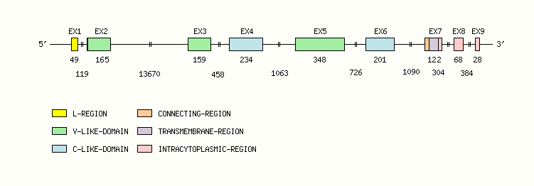 CD4 Gene exon/intron organization