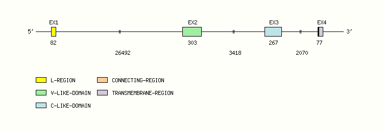 CD48 Gene exon/intron organization