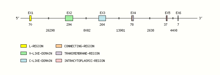 CD58 Gene exon/intron organization