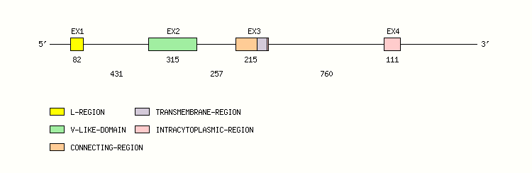 CD7 Gene exon/intron organization