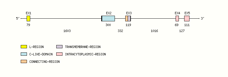 CD79A Gene exon/intron organization