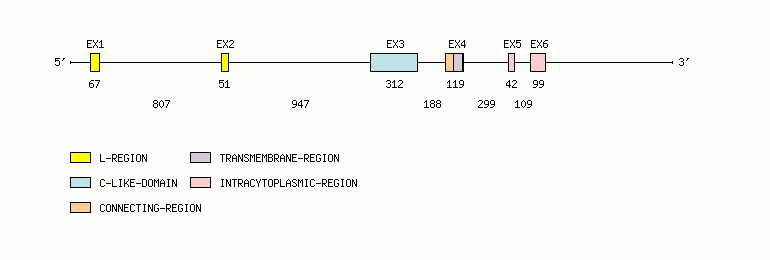 CD79B Gene exon/intron organization