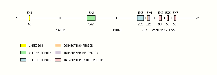 CD84 Gene exon/intron organization