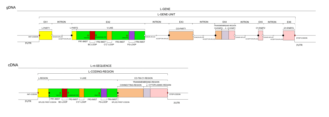 CD8A Gene exon/intron organization