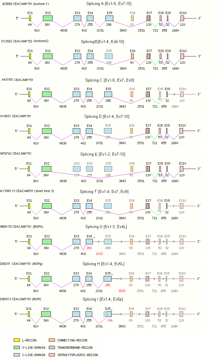 CEACAM1 Gene exon/intron organization