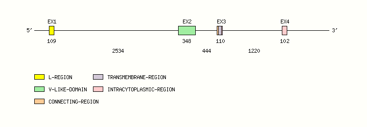 CTLA4 Gene exon/intron organization