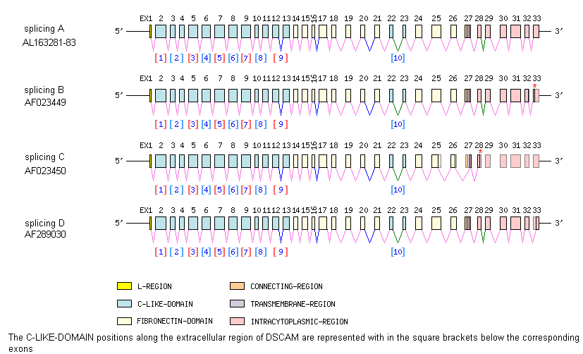 DSCAM Gene exon/intron organization