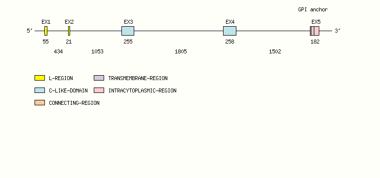 FCER1A Gene exon/intron organization